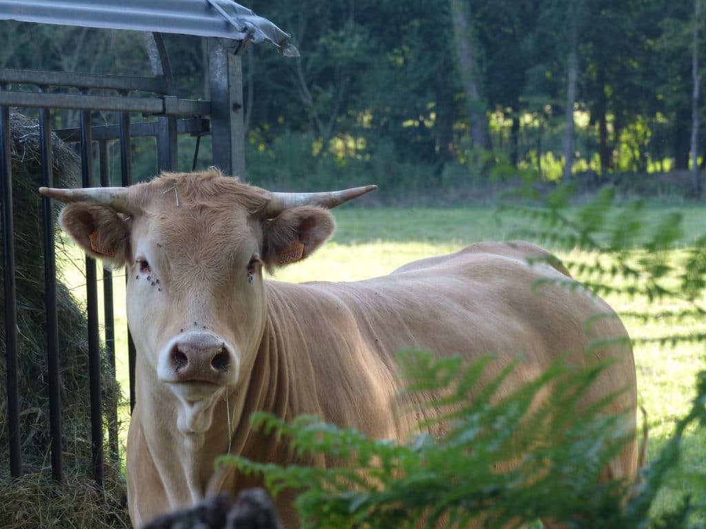 La Ferme du Brûlay, le producteur spécialisé dans la vente directe de viande de boeuf de qualité, La Ferme du Brûlay