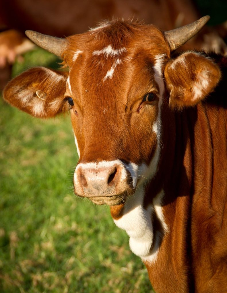 Vente direct de viande de bœuf en Vendée, La Ferme du Brûlay